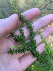 Cryptandra spinescens