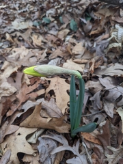 Narcissus pseudonarcissus