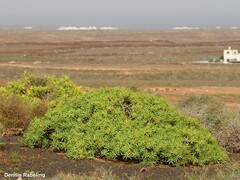 Euphorbia regis-jubae