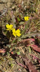 Camissoniopsis