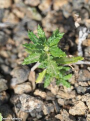 Forsskaolea angustifolia