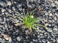 Asphodelus tenuifolius