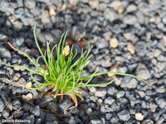 Asphodelus tenuifolius