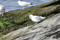 Larus glaucoides kumlieni