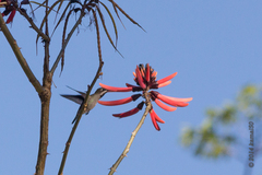 Erythrina pallida