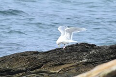 Larus glaucoides kumlieni