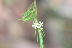 Baeckea linifolia