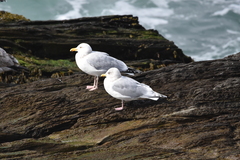 Larus glaucoides kumlieni