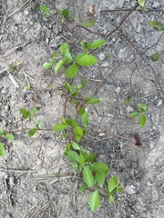 Vaccinium arboreum