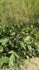 Brassiceae