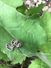 Ariolimax californicus