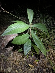 Eriobotrya japonica
