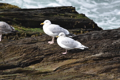 Larus glaucoides kumlieni