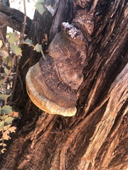 Pyrofomes juniperinus