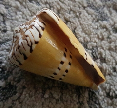 Conus mustelinus