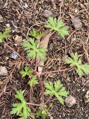 Geranium carolinianum
