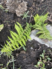 Thelypteris palustris