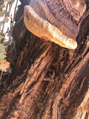Pyrofomes juniperinus