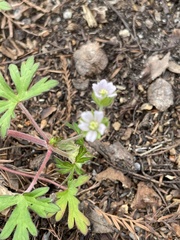 Geranium carolinianum