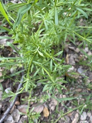 Galium angustifolium