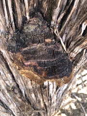 Pyrofomes juniperinus