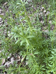 Galium angustifolium