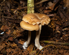 Entolomataceae
