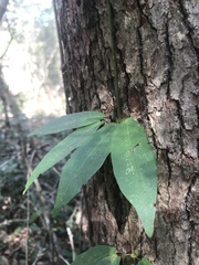 Bignonia capreolata