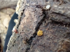 Oligonema schweinitzii