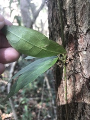 Bignonia capreolata