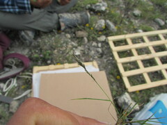 Eragrostis pectinacea