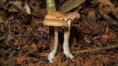 Entolomataceae