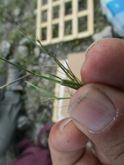 Eragrostis pectinacea