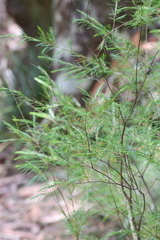 Baeckea linifolia