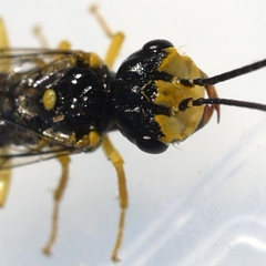 Onycholyda rufofasciata