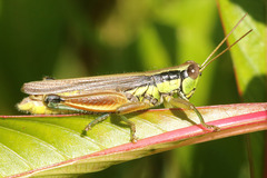 Scotussa impudica