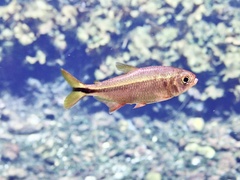 Bacalar Tetra photo 2