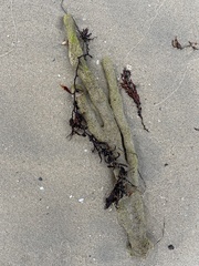 Amphimedon compressa