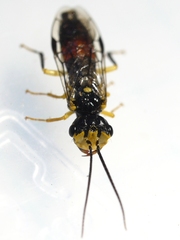 Onycholyda rufofasciata