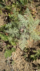 Chaenactis artemisiifolia