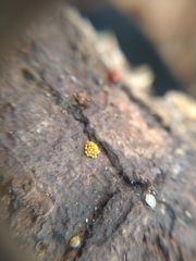 Oligonema schweinitzii