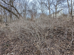 Eleutherococcus sieboldianus