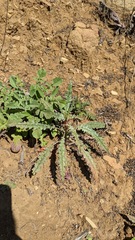 Eulobus californicus