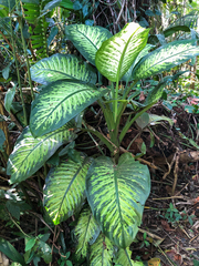 Dieffenbachia seguine