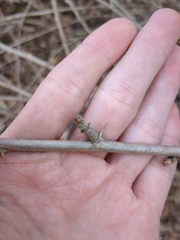 Eleutherococcus sieboldianus