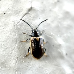 Microtheca