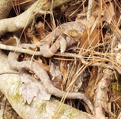 Nerodia sipedon pleuralis