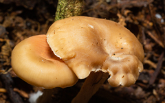 Entolomataceae