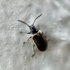 Microtheca