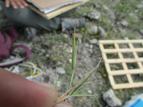 Image of Digitaria ternata by (c) Carlos Martorell, some rights reserved (CC BY)